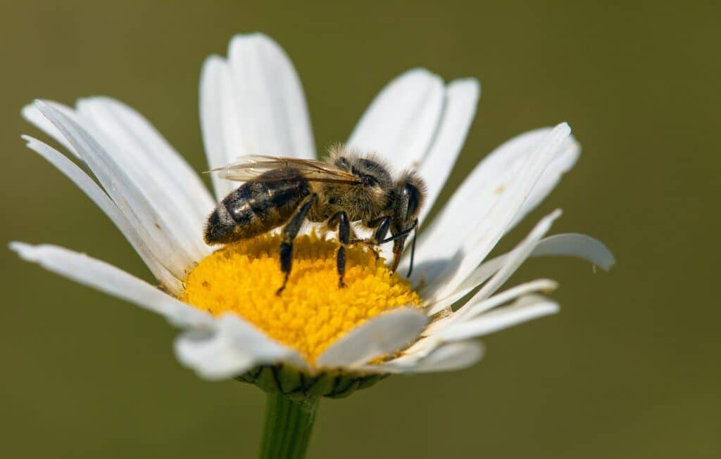 Senior Home Care Milton GA - Health Benefits of Honey For Seniors