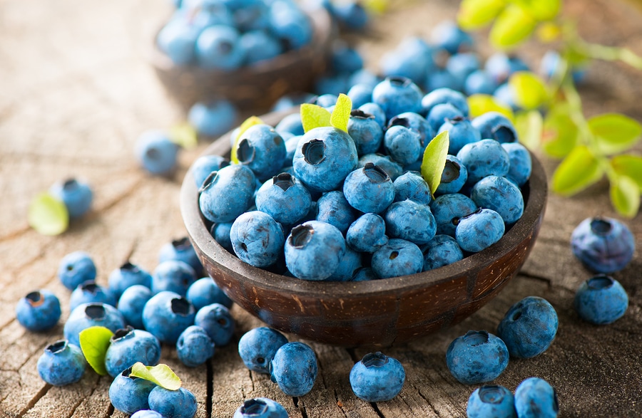 Veterans Care at Home Lakeland TN - Why Blueberry Picking Is a Good Activity for Seniors